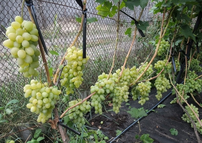 Полив винограда